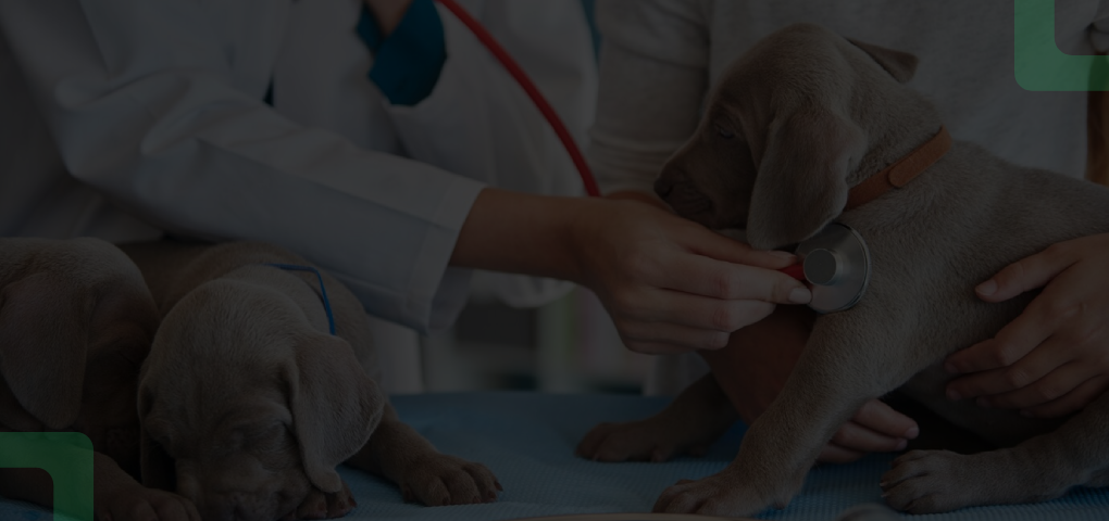 Enfermedades Infecciosas de Mascotas